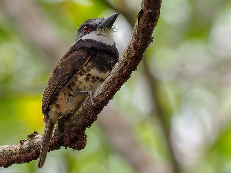 Sooty-capped Puffbird, Bucconidae, Bucco noanamae, Bobo de Noanamá