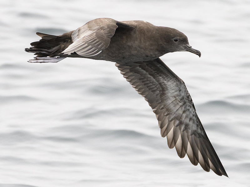 Sooty-shearwater, Ardenna grisea, Pardela Oscura