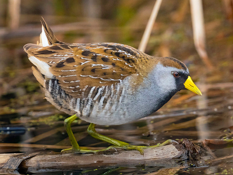 Sora, Porzana carolina,  Polluela Norteña