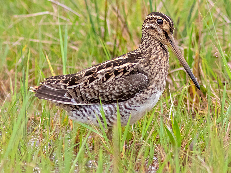 South American Snipe, Gallinago paraguaiae, Becasina Suramericana