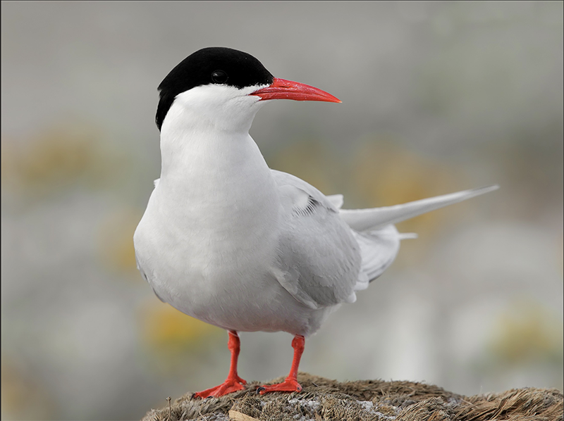 South American Tern, Sterna hirundinacea, Gaviotín Sudamericano