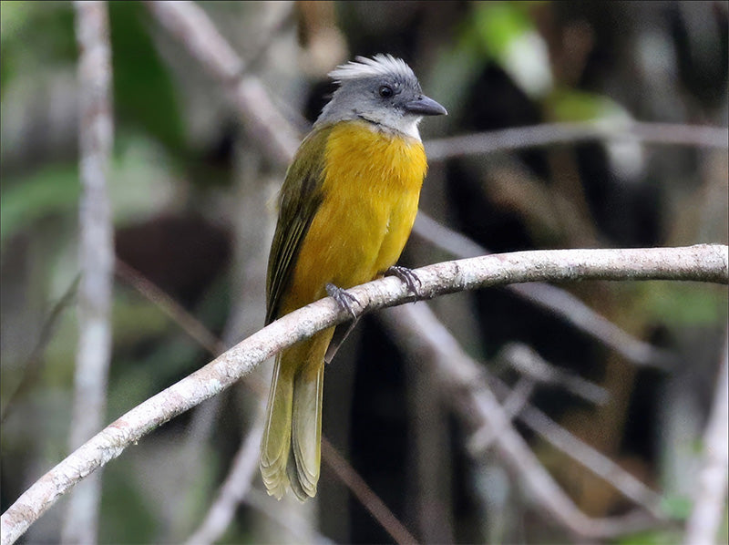 Southern-gray-headed-tanager, Eucometis (penicillata) penicillata, Tangará Cabecigris Sureña