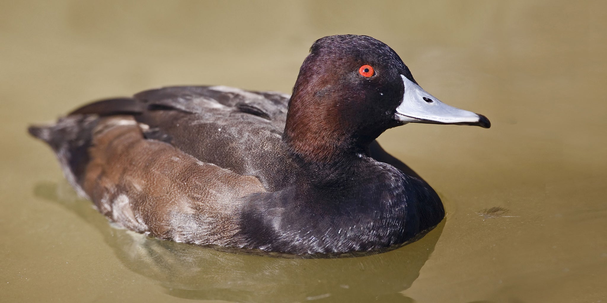 Southern Pochard, Pato Negro