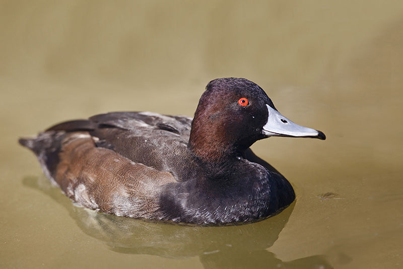southern pochard