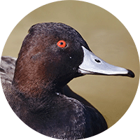 Southern Pochard, Pato Negro