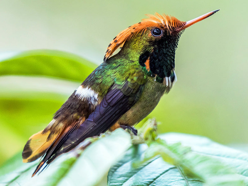 spangled-coquette, Lophornis stictolophus, Coqueta Coronada