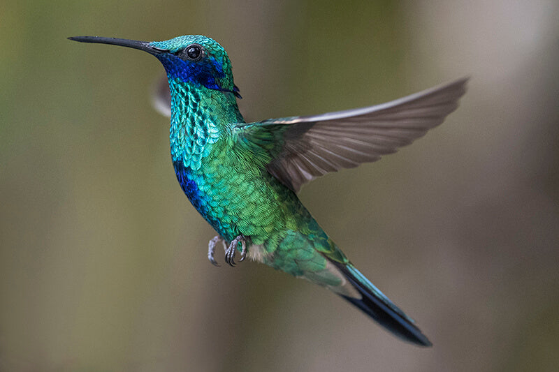 Sparkling Violetear, Colibri coruscansSpanish name: Colibrí Chillón