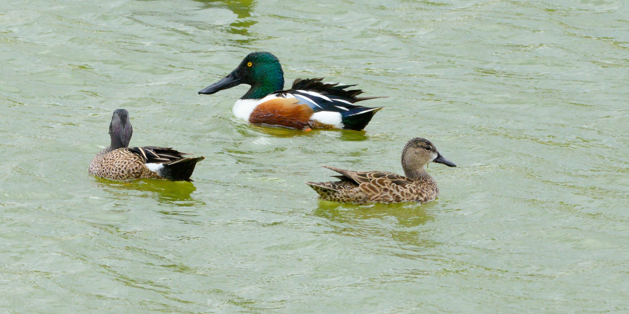 Northern Shoveler, Spatula clipeata, Pato Cucharó