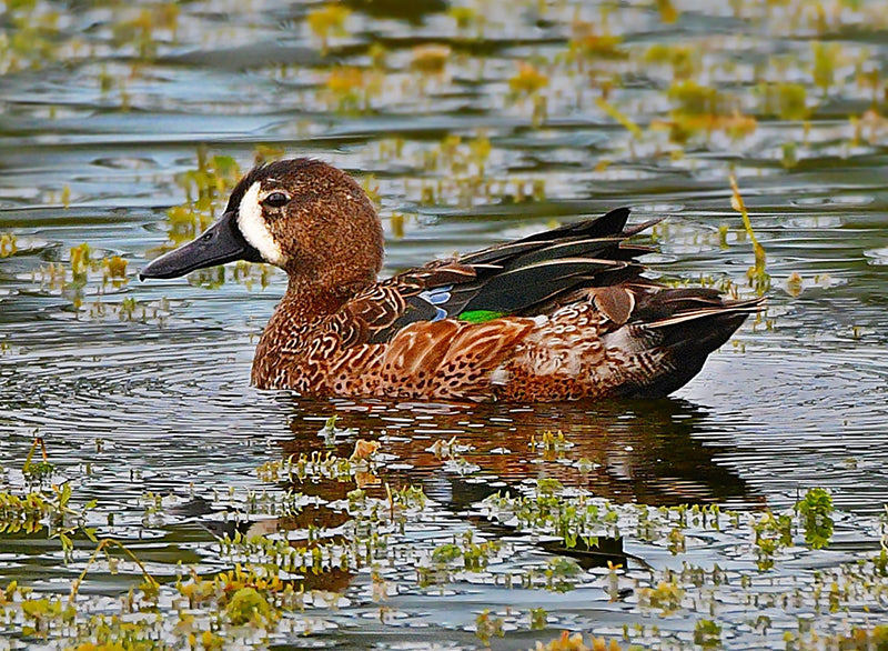 Spatula discors, blue-winged teal, anatidae