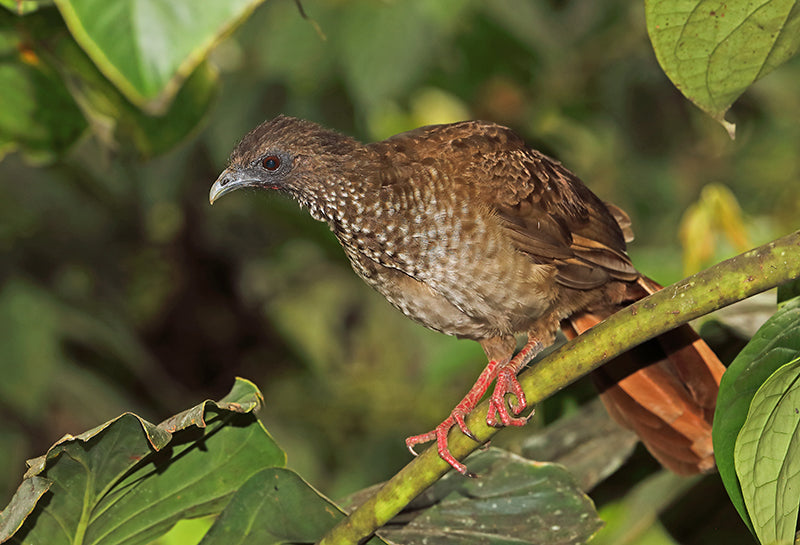Speckled chachalaca, Ortalis guttata, Guacharaca Variable