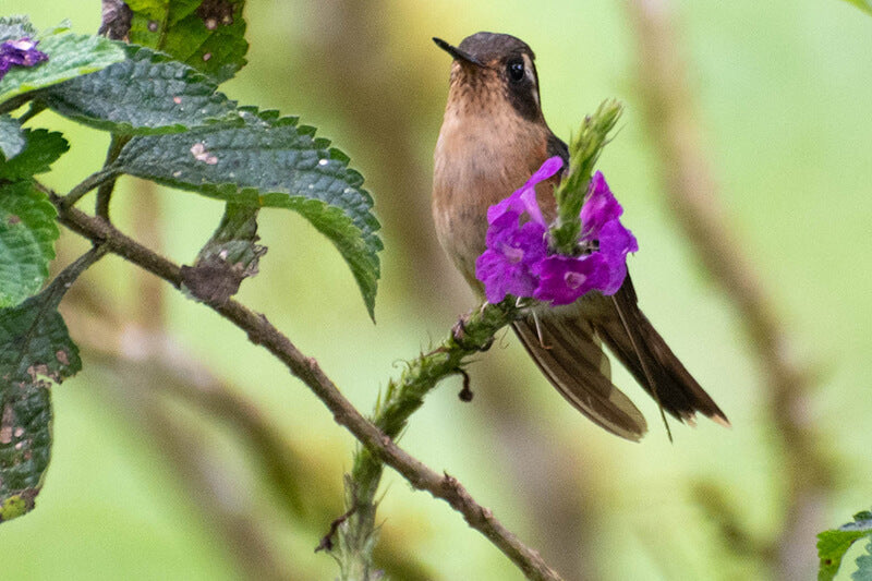 Adelomyia melanogenys, Colibrí Pechipunteado, Speckled Hummingbird