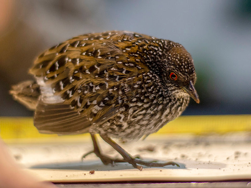 Speckled Rail, Coturnicops notatus, Polluela Moteada