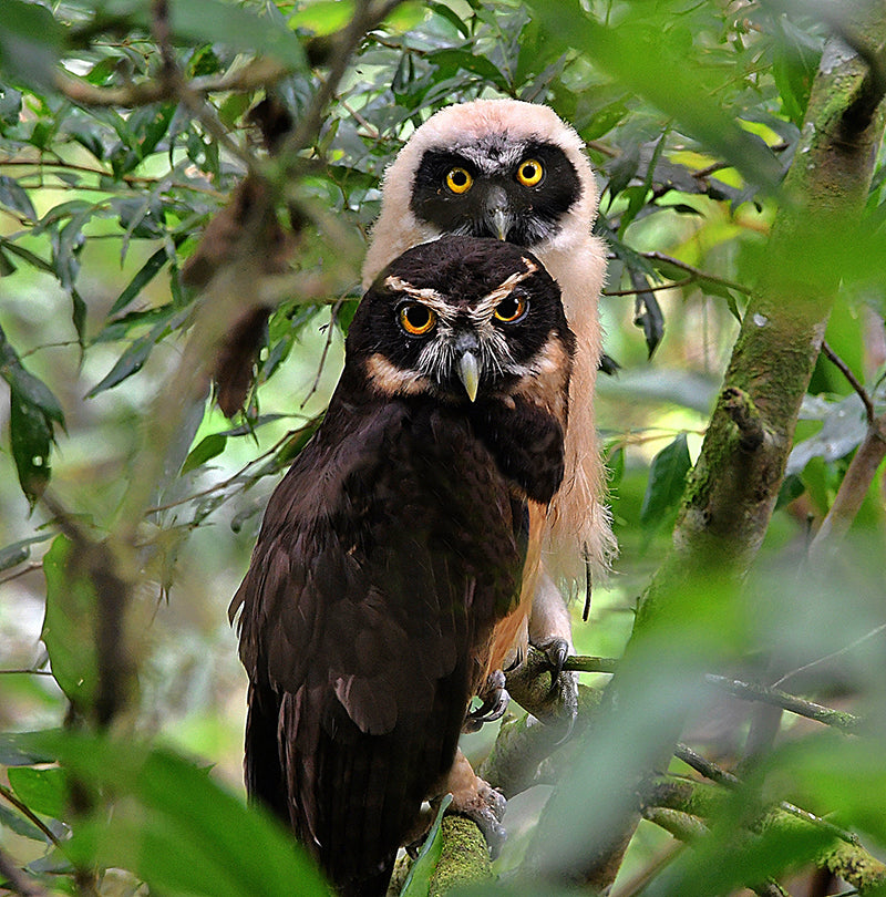 Spectacled Owl, Pulsatrix Perspicillata,  Búho de Anteojos