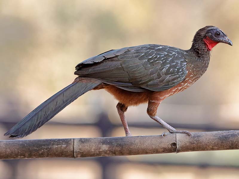 Spix's Guan, Pava llanera, Penelope jacquacu