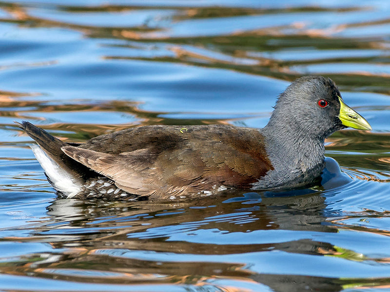 Spot-flanked Gallinule, Porphyriops melanops, Polla Sabanera