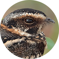 Spot-tailed Nightjar, Hydropsalis maculicaudus, Guardacaminos Rabimanchado