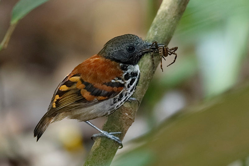 ant wren, antbird, spotted antbird, passeriformes, thamnophilidae