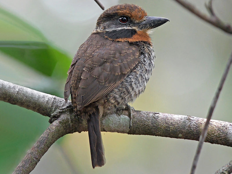 Spotted Puffbird, Nystactes tamatia, Bobo Moteado