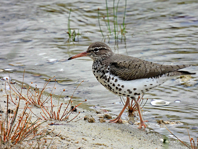 Spotted Sandpiper, Actitis macularius, Andarríos Manchado