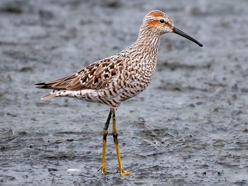 Stilt Sandpiper, Calidris himantopus, Playero Patilargo