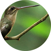 Straight-billed Hermit, Phaethornis bourcieri, Ermitaño Piquirrecto