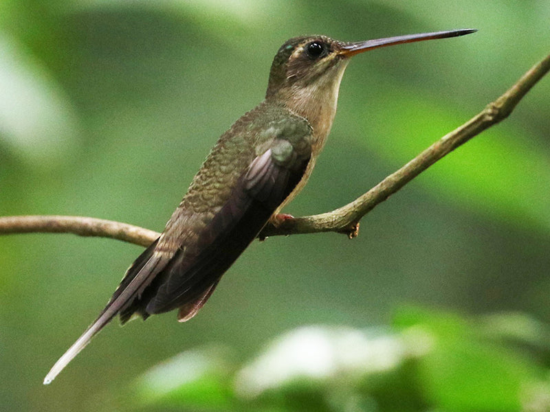 Straight-billed Hermit, Phaethornis bourcieri, Ermitaño Piquirecto