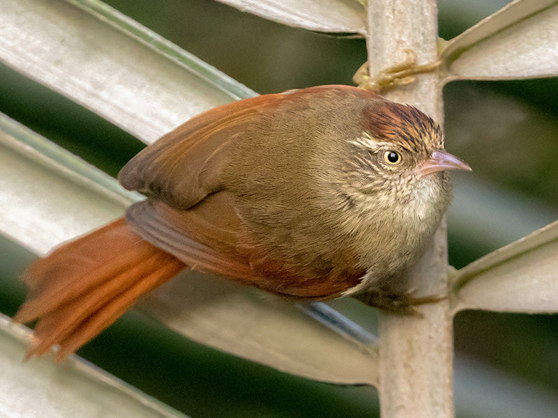 Streak-capped Spinetail, Cranioleuca hellmayri, Chamicero Coronado