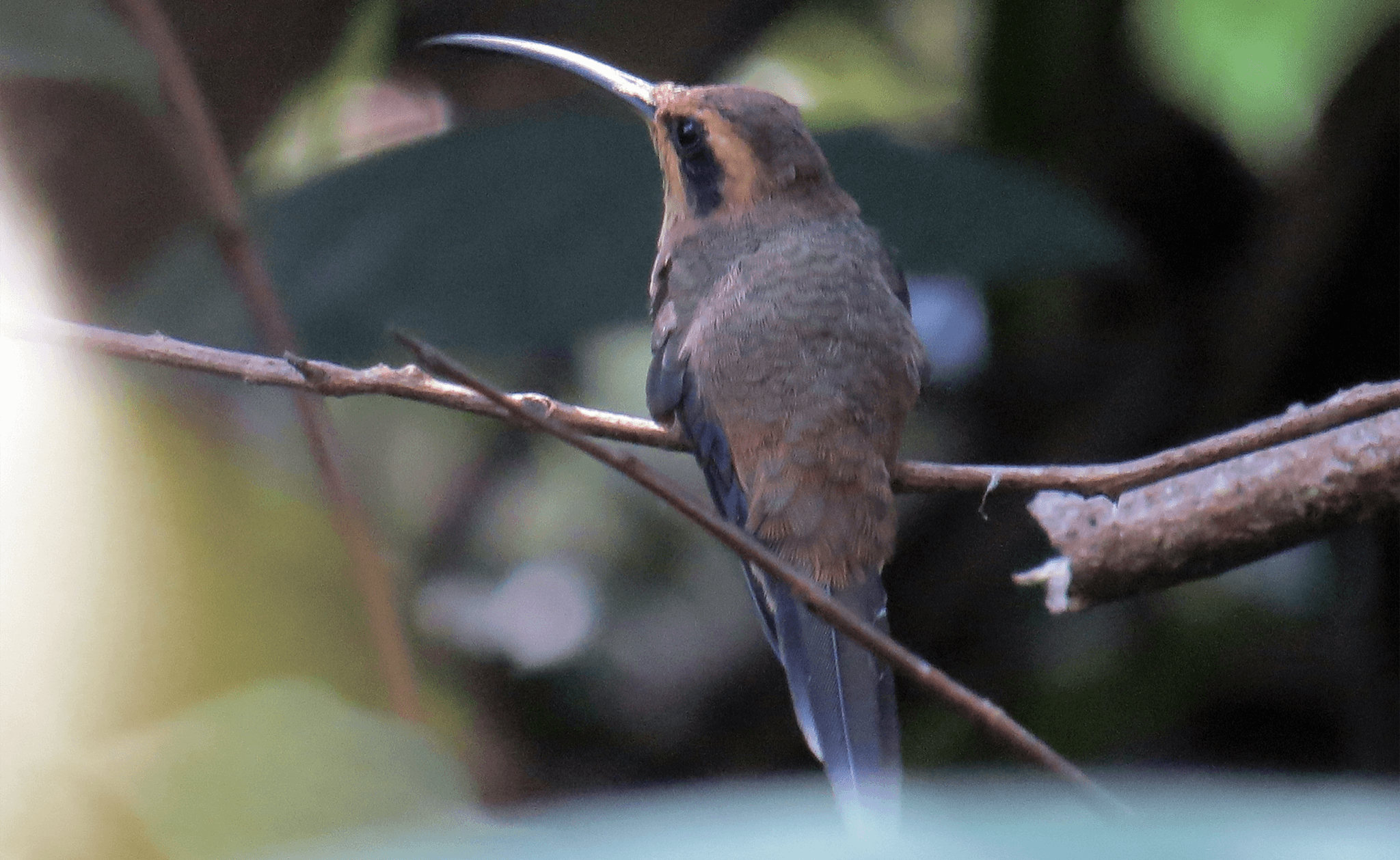 Phaethornis rupurumii, Ermitaño Orinocense, Streak-throated Hermit