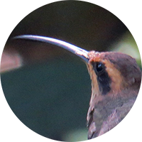 Phaethornis rupurumii, Ermitaño Orinocense, Streak-throated Hermit