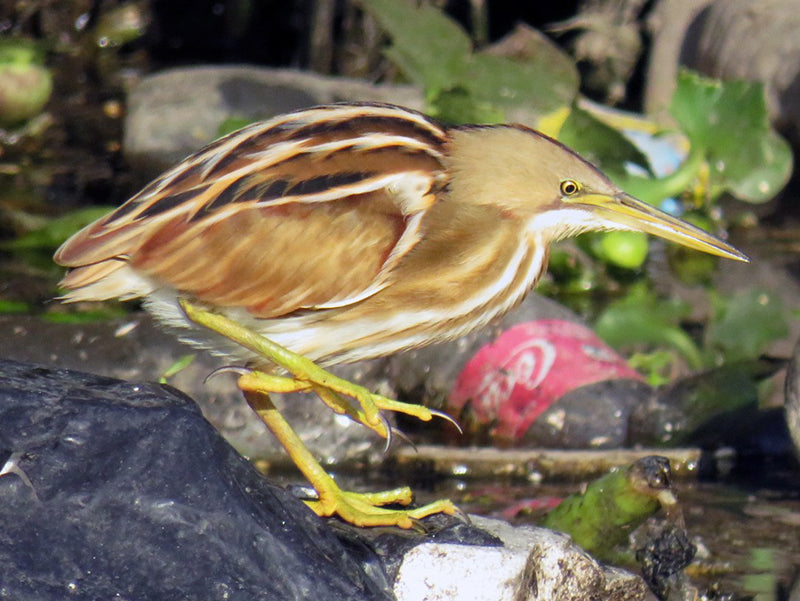 Stripe-backed Bittern, Ixobrychus involucris, Avetorillo Estriado