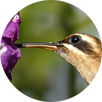 Stripe-throated Hermit, Phaethornis striigularis, Ermitaño Gorgirrayado