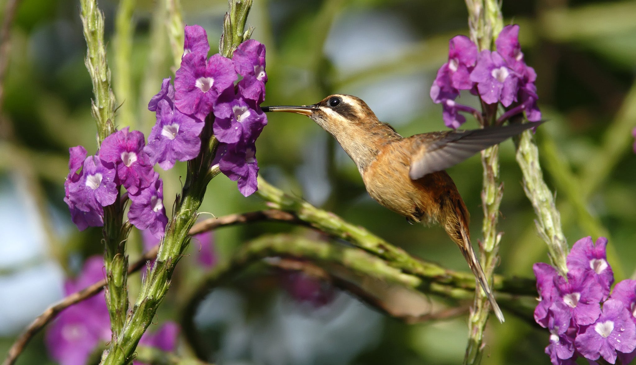 Stripe-throated Hermit, Phaethornis striigularis, Ermitaño Gorgirrayado