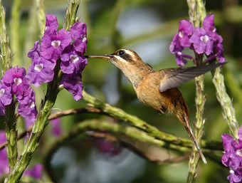 Ermitaño Rojizo Explorando La Diversidad de Colibríes en Colombia – Birds of Colombia