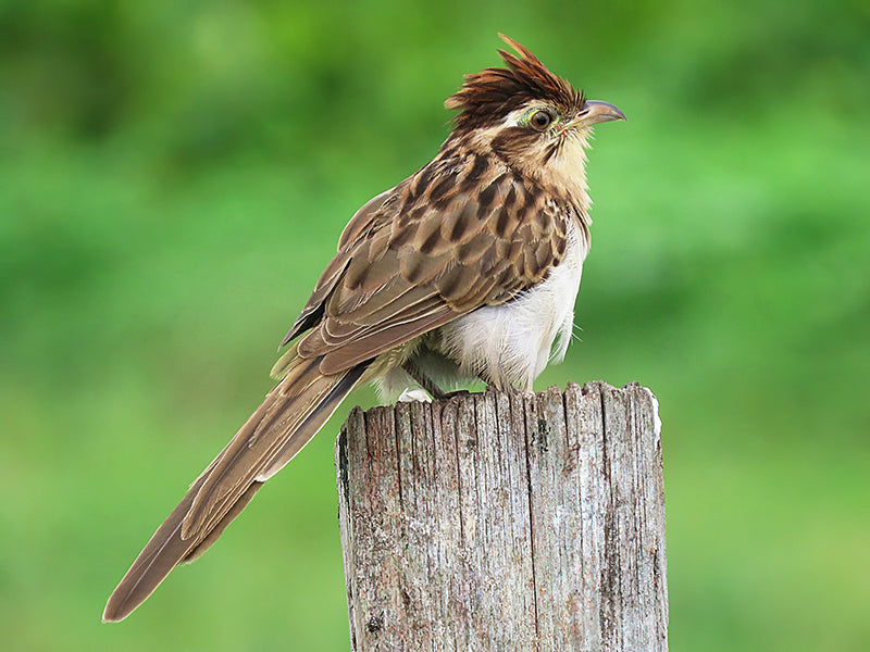 Striped-cuckoo, Tapers naevia, Cuzco Sin-fin