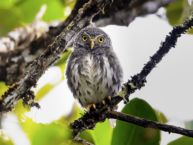 Subtropical Pygmy-owl, Glaucidium parkeri, Buhito Subtropical