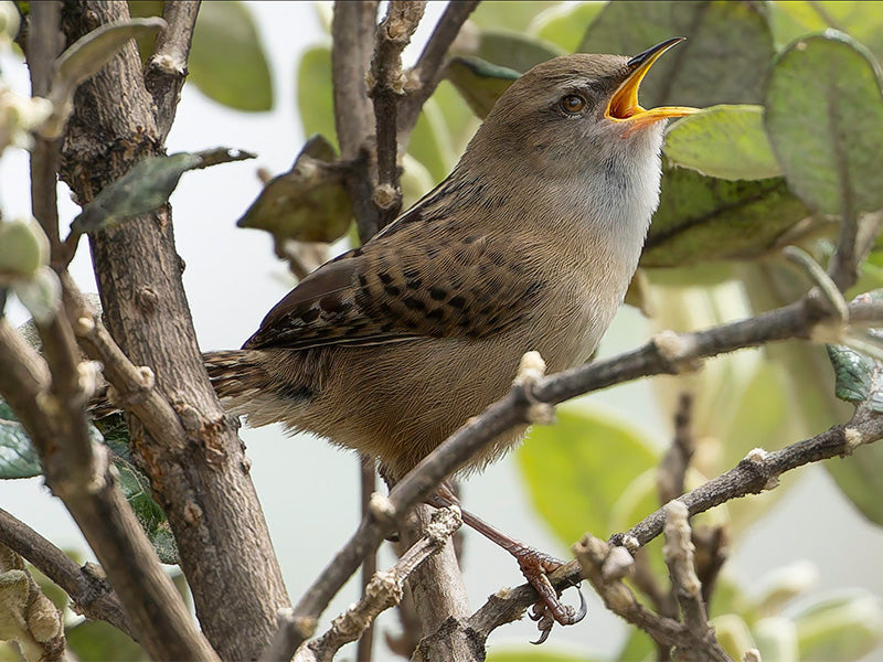 Sumapaz Wren, Cistothorus (apolinari) hernandezi, Cucarachero de Apolinar