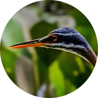 Amazonian Sunbittern, Garza del Sol, Eurypyga helias helias