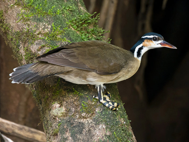 Sungrebe, Heliornis fulica, Colombo-selvático Americano