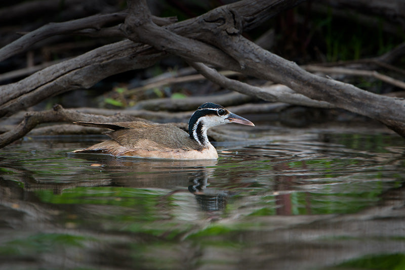 sungrebe, gruiformes, heliornithidae, finfoots,