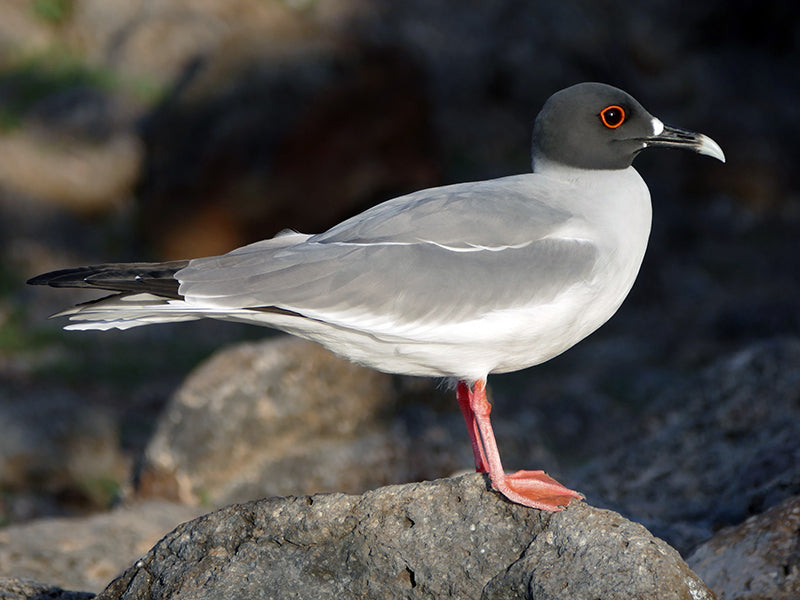 Swallow-tailed Gull, Creagrus furcatus, Gaviota Rabihorcada