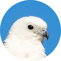 Swallow-tailed Kite, Elanoides forticatus, Aguila Tijereta