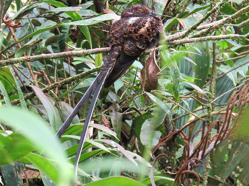 Nyctidromus albicollis, Uropsalis segmentata, Guardacaminos Golondrina