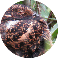 Swallow-tailed Nightjar, Uropsalis segmental, Guardacaminos Golondrina