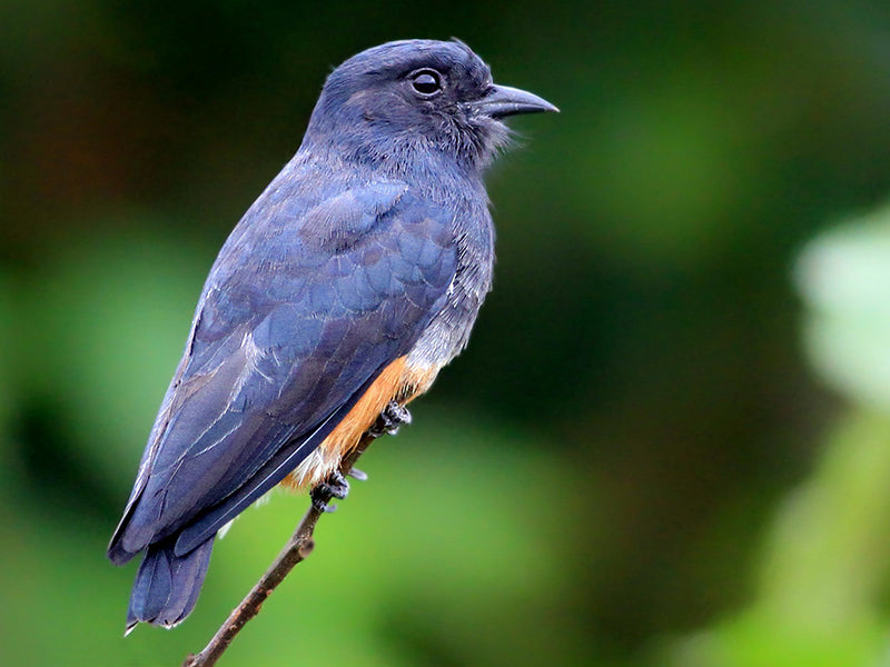 Swallow-winged Puffbird, Chelidoptera tenebrosa, Monjita Culiblanca