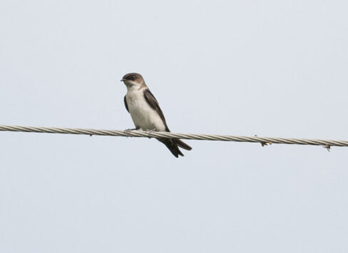 swallow, swallows, passeriformes, hirundinidae