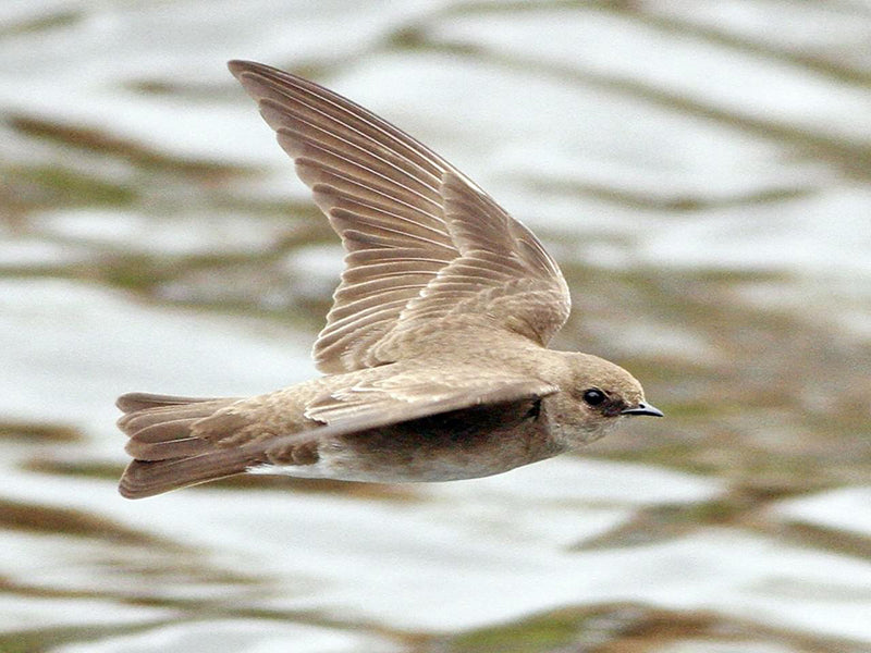 swift, swifts,caprimulgiformes,apodidae 