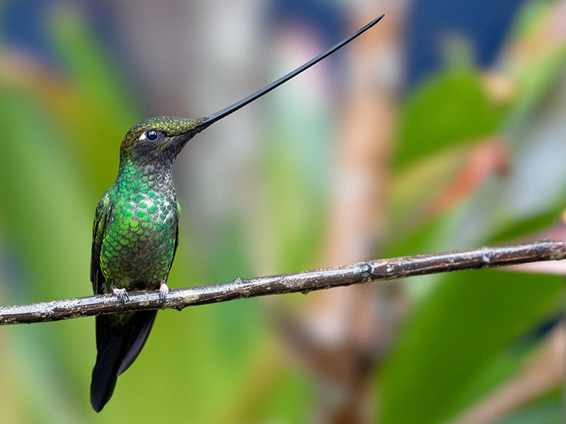 Female Sword-billed Hummingbird, Ensifera ensifera, Colibrí Picoespada