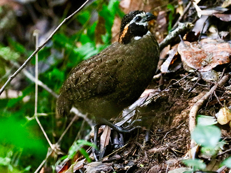 Odontophorus dialeucos, Perdiz Katia, Tacarcuna Wood-quail