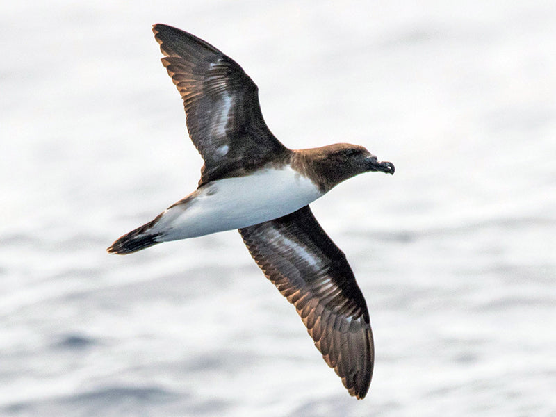 Tahiti Petrel, Pseudobulweeria rostrata, Pardela de Tahiti