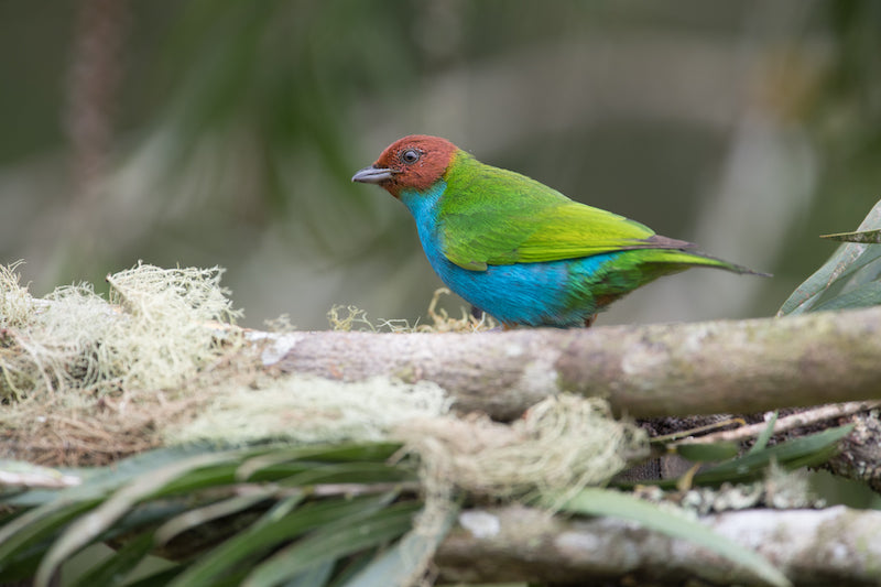 tanager, paseriformes, thraupidae